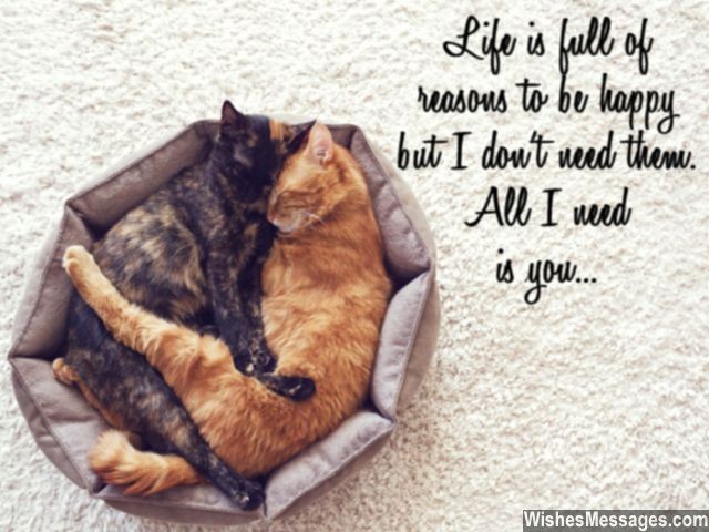 Cute love quote with cats all I need in my life is you
