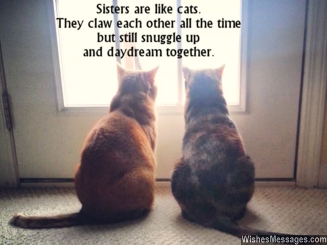 Cute sister's day greeting card quote about sisters being cats